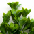 Трава искусственная -1, шт (эвкалипт лист 32 см/8 см)				 - купить в Ульяновске. Цена: 169.93 руб.